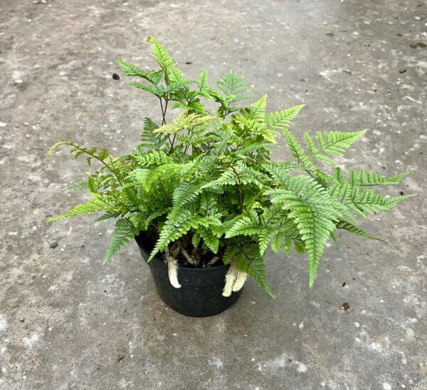 6" Fern Rabbits Foot