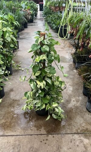 8" Marble Queen Trellis