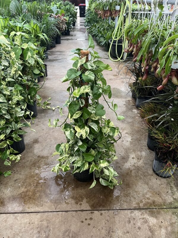 8" Marble Queen Trellis