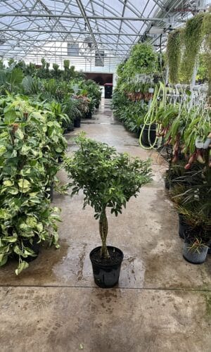 8" Arb Mini Braid
