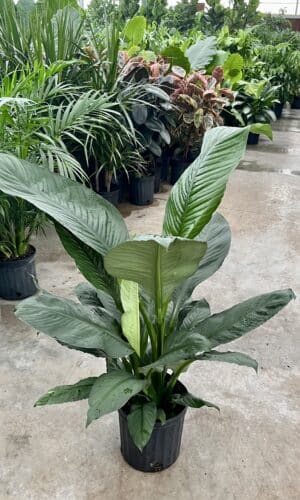 8" Spath Sensation