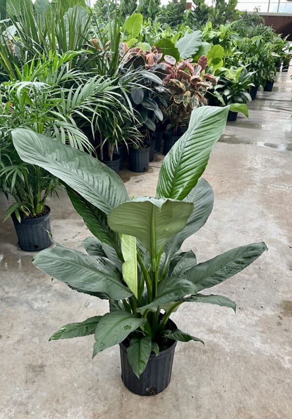8" Spath Sensation