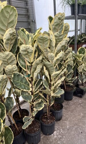 8" Fiddle Fig Variegated