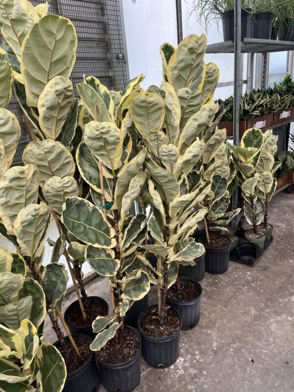 8" Fiddle Fig Variegated