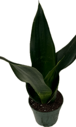 4" Sansevieria Black Diamond