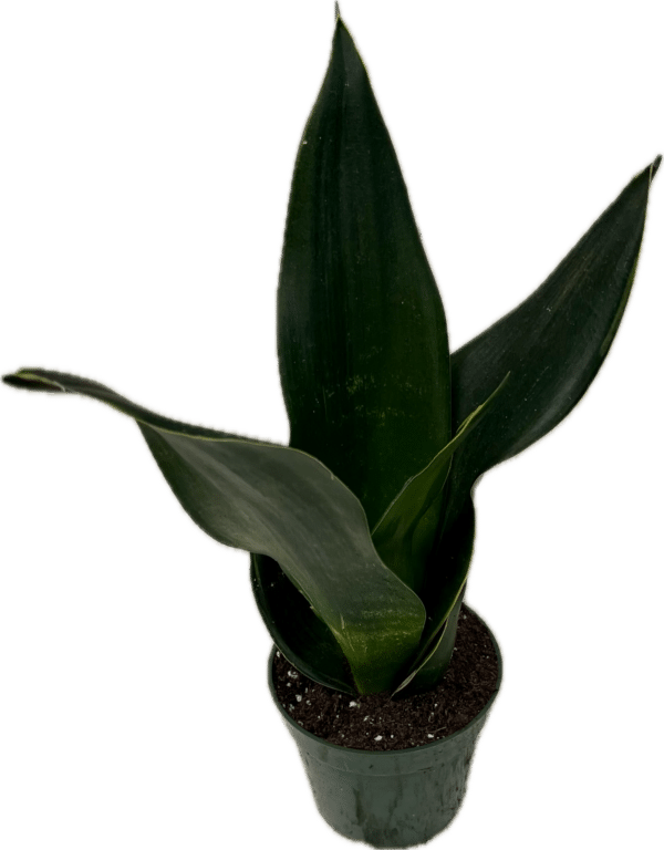4" Sansevieria Black Diamond