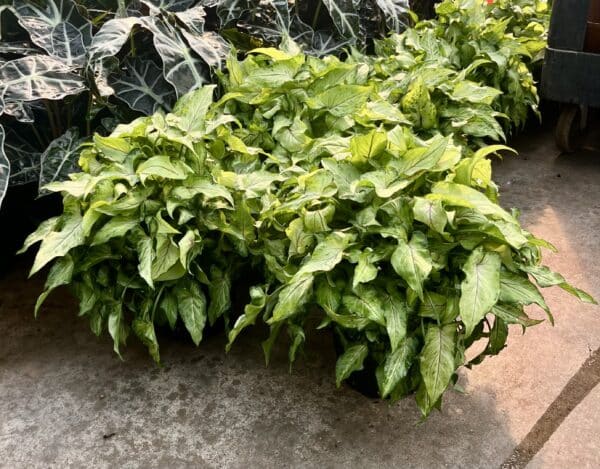 6" Syngonium Yami - Image 2