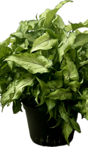 6" Syngonium Yami