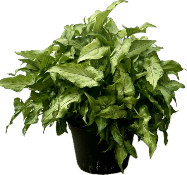 6" Syngonium Yami
