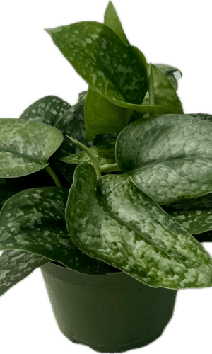 6" Scindapsus Silvery Ann