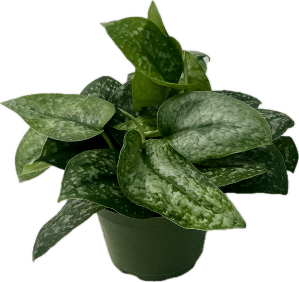 6" Scindapsus Silvery Ann