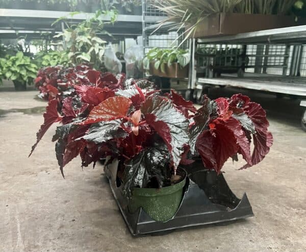 6" Begonia Black Magic - Image 2