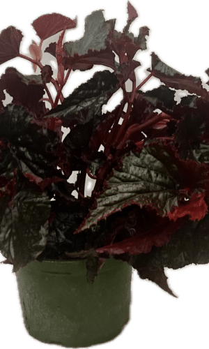 6" Begonia Black Magic