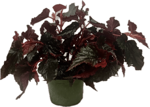 6" Begonia Black Magic