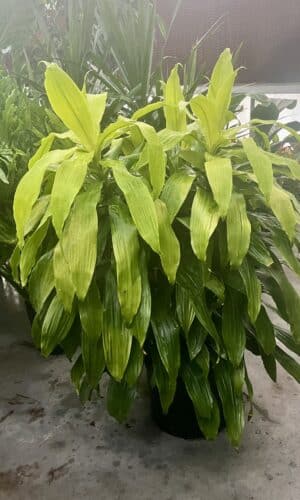 14" Dracaena Limelight 3ppp