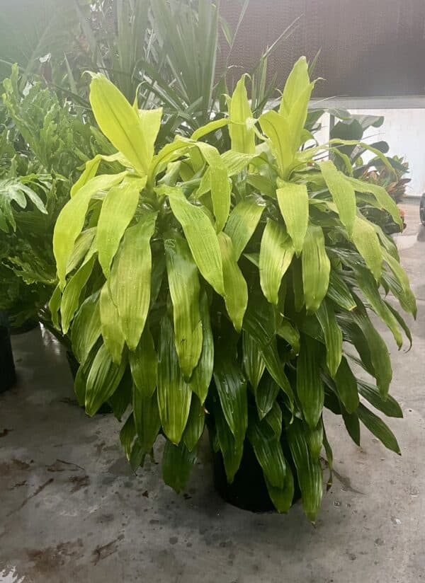 14" Dracaena Limelight 3ppp