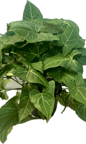 6" Syngonium Batik