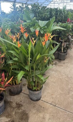 10" Heliconia Lady Di