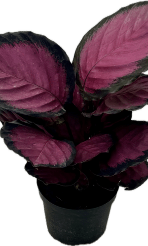 Calathea  6-In Pink Star