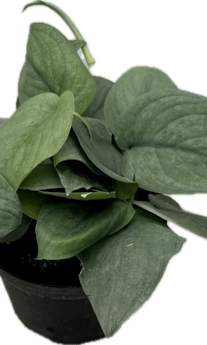 Scindapsus 6-In Java Platinum