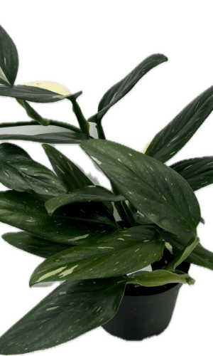 Monstera  6-In Cobra