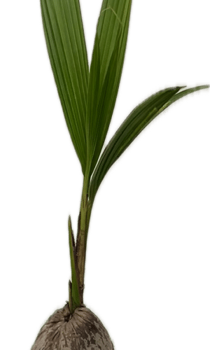 Palm  6-In Coconut Palm