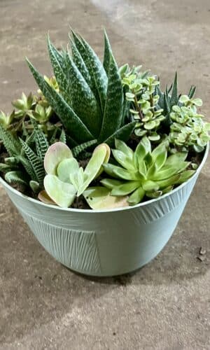 10" Succulent Garden