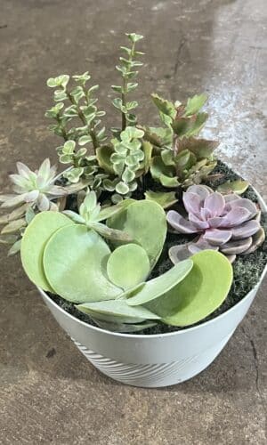 8" Succulent Garden