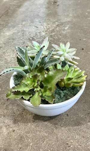 6" Succulent Garden