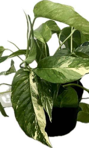 Epipremnum  6-In Pinnatum Albo