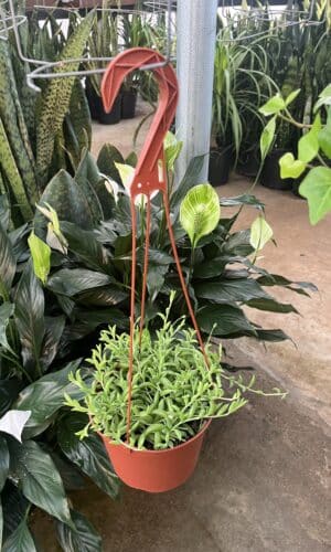 6" String of Bananas