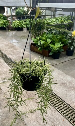 HB Hoya  8-In Linearis