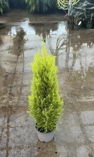 Cypress 6-In Lemon
