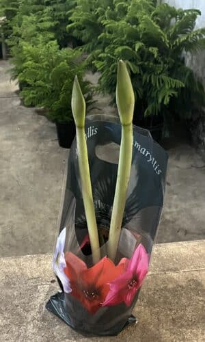 Amaryllis 6-In