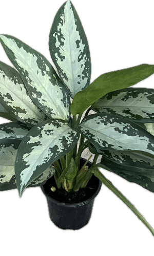 4" Aglaonema Jubilee