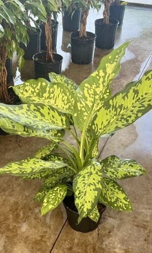 8" Dieffenbachia Military