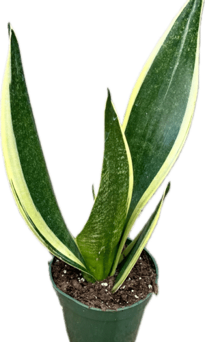 4" Sansevieria Canary