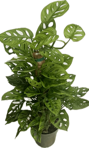 6" Swiss Cheese Pole