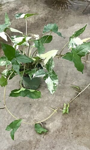 Syngonium 6-In Albo Variegated