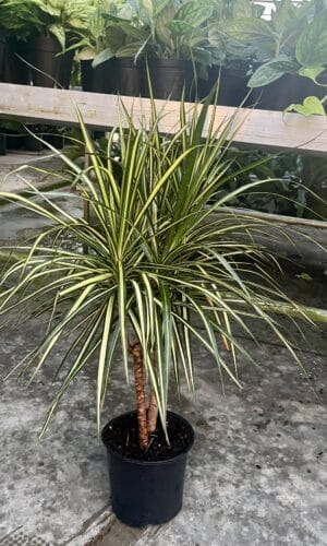 8" Margi  Ray of Sunshine