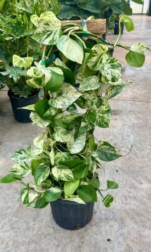 8" Marble Queen Pole