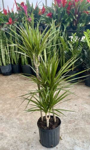 8" Margi Staggered Cane