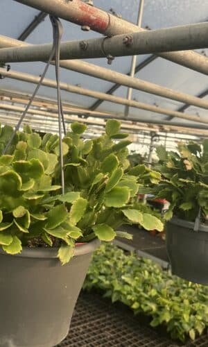 8" Christmas Cactus Hanger