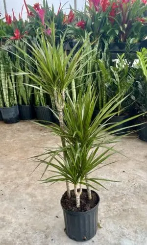 8" Margi Staggered Cane