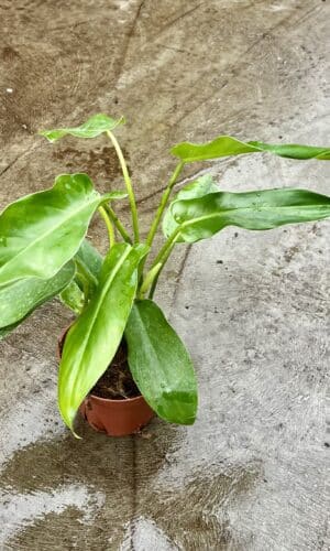 Philly  4-In Jerry Home