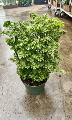 8" Aralia Ming