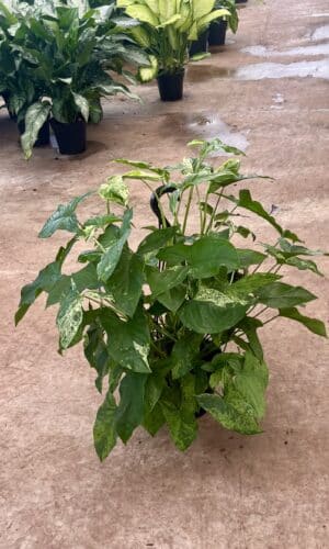 8" Syngonium Albo Hanger