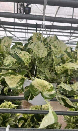 8" Pothos Manjula Hanger