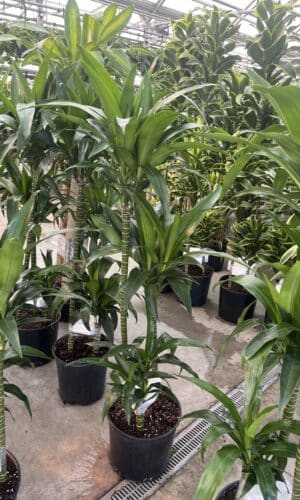 10" Dracaena Lisa 321 Cane