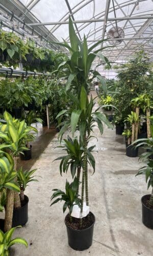 10" Dracaena Lisa Cane 4321